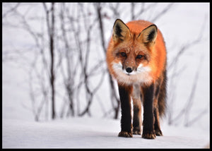 Rødrev på snøen poster - Plakatbar.no