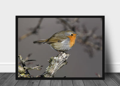 Rødstrupe - Plakat - Plakatbar.no