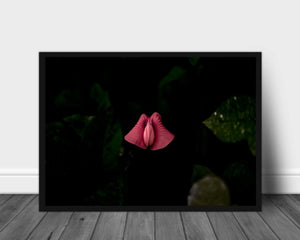 Rosa blomst poster - Plakatbar.no