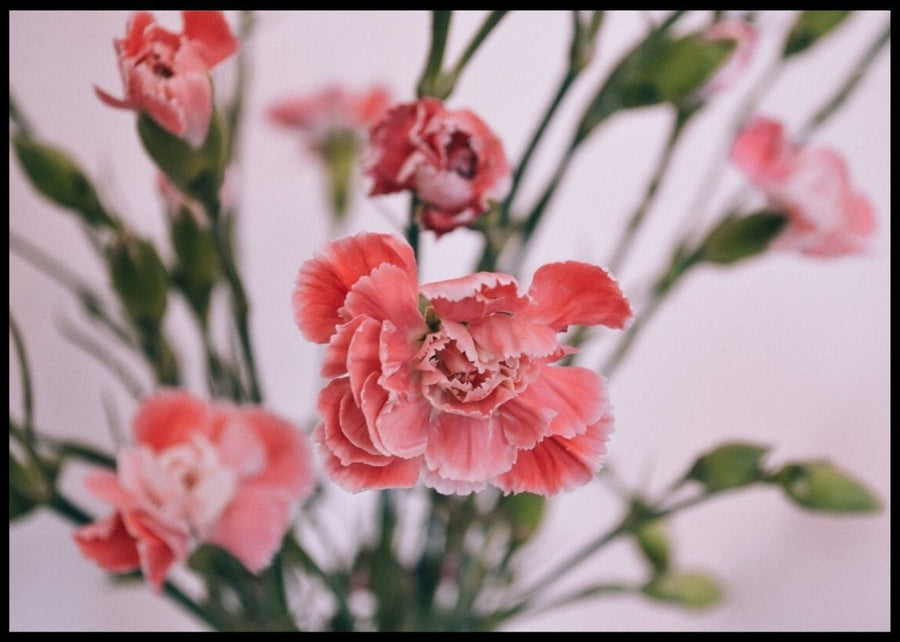 Pink blomster plakater