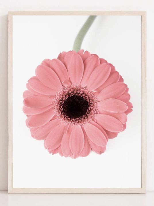Rosa Gerbera II
