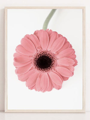 Rosa Gerbera II - Plakatbar.no