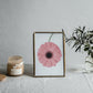 Rosa Gerbera II - Plakatbar.no