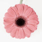 Rosa Gerbera II - Plakatbar.no