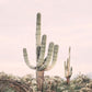 Rosa Saguaro - Plakatbar.no