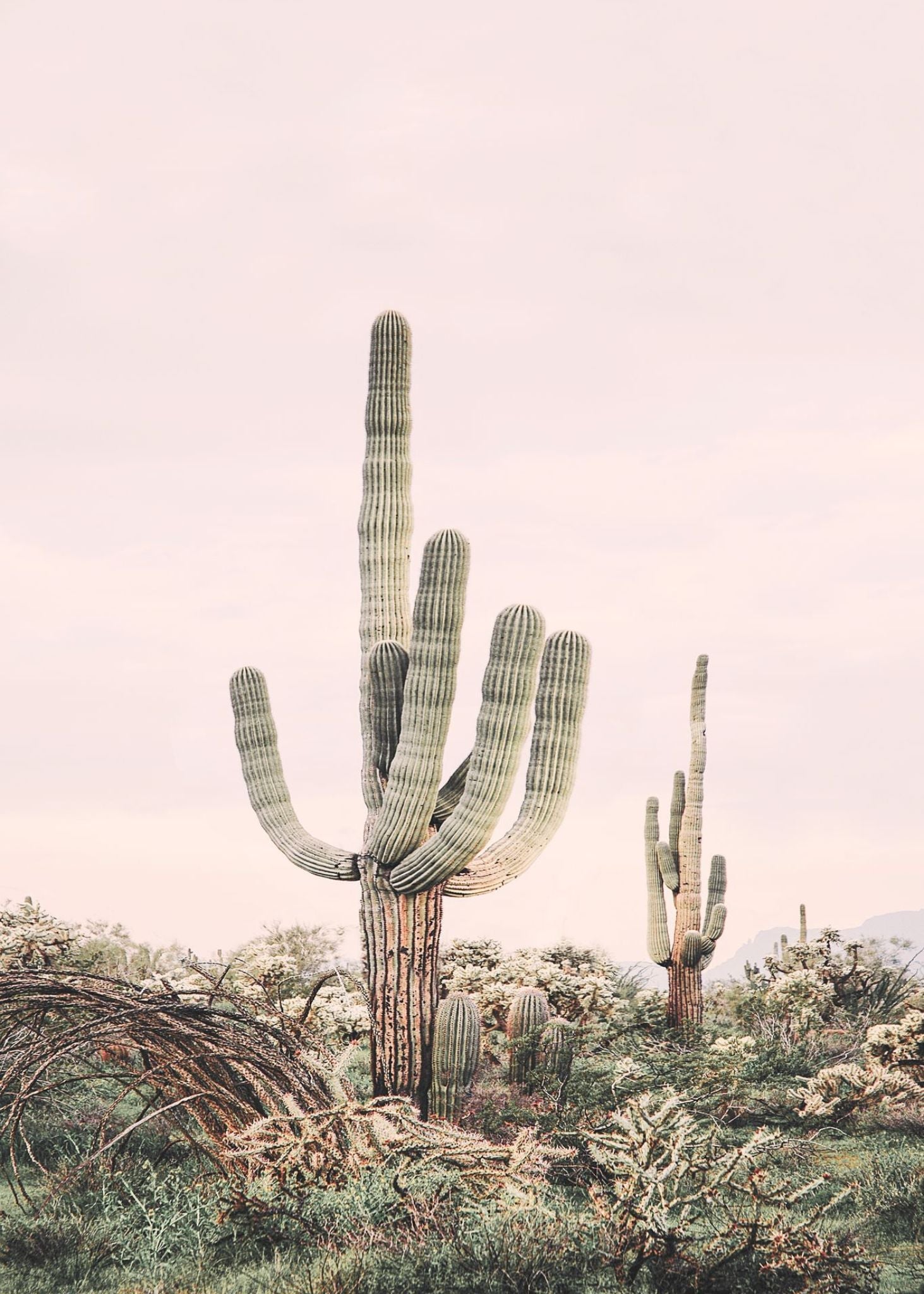 Rosa Saguaro - Plakatbar.no