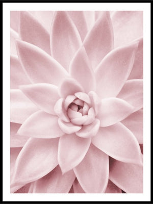Rosa sukkulent - Botanisk Plakat - Plakatbar.no