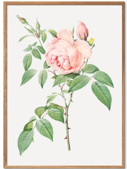 Rose poster - Plakatbar.no