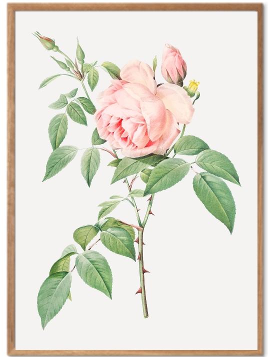 Rose records