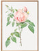Rose poster - Plakatbar.no