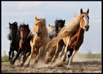 Running horses poster - Plakatbar.no