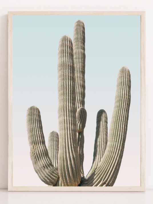 Saguaro
