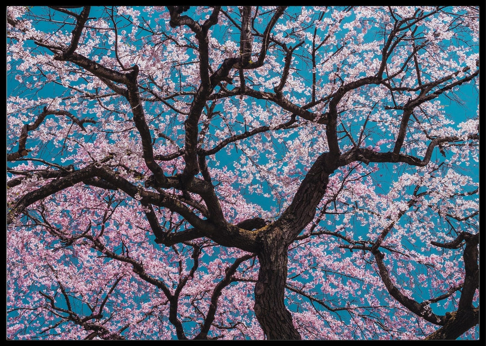 Sakura- poster - Plakatbar.no