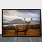 Scottish Stag poster - Plakatbar.no