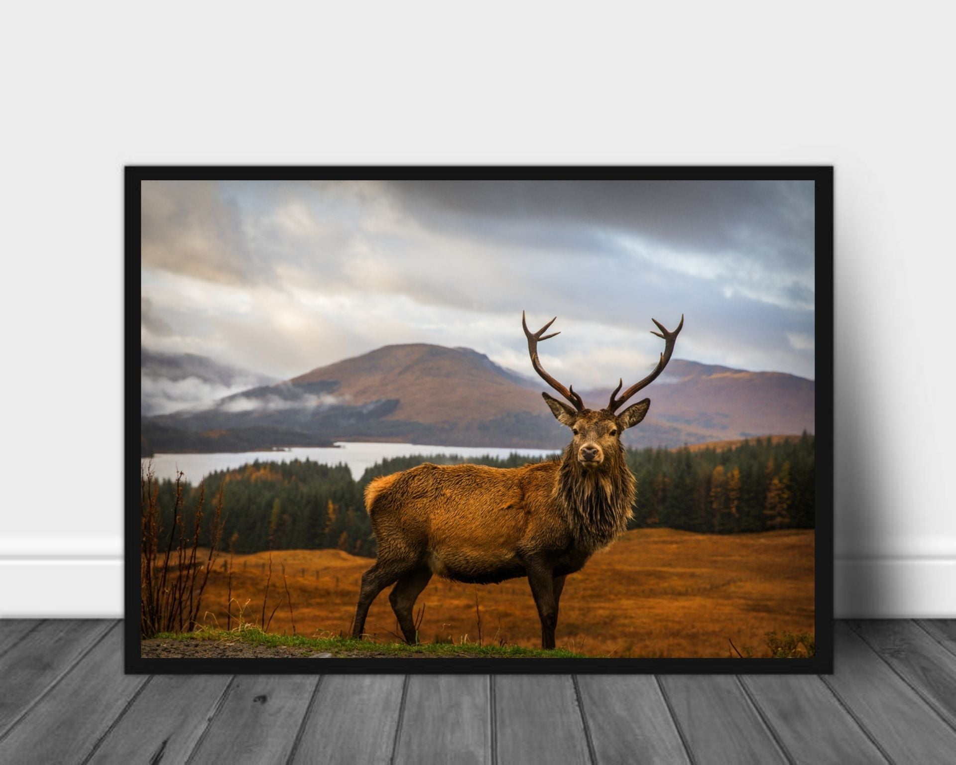 Scottish Stag poster - Plakatbar.no
