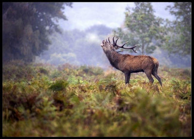 Scream in the rain poster - Plakatbar.no