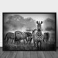Sebra hingst poster - Plakatbar.no