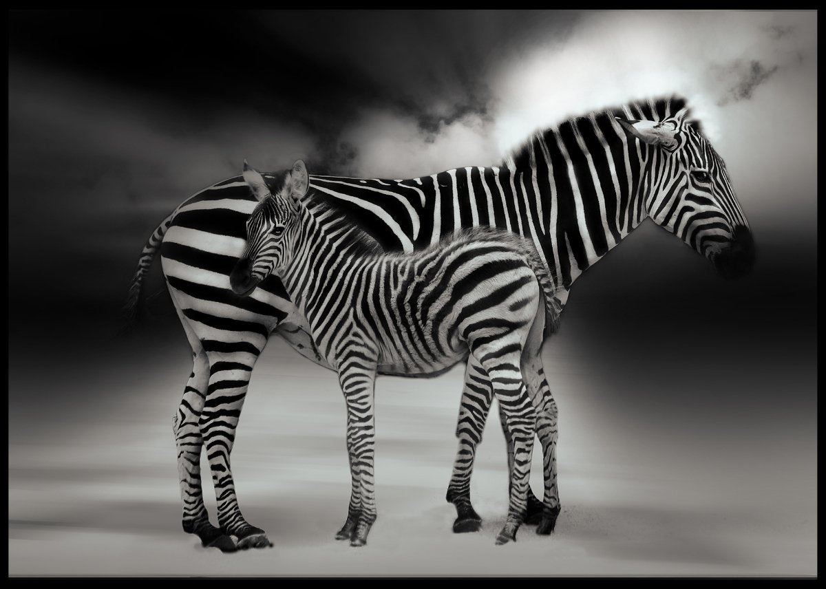 Sebra mor og datter poster - Plakatbar.no