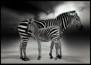 Sebra mor og datter poster - Plakatbar.no