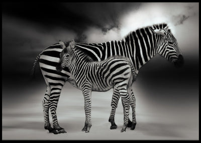 Sebra mor og datter poster - Plakatbar.no