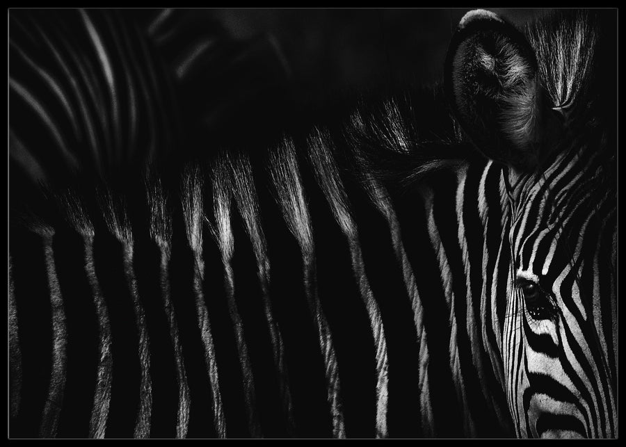 Zebra records