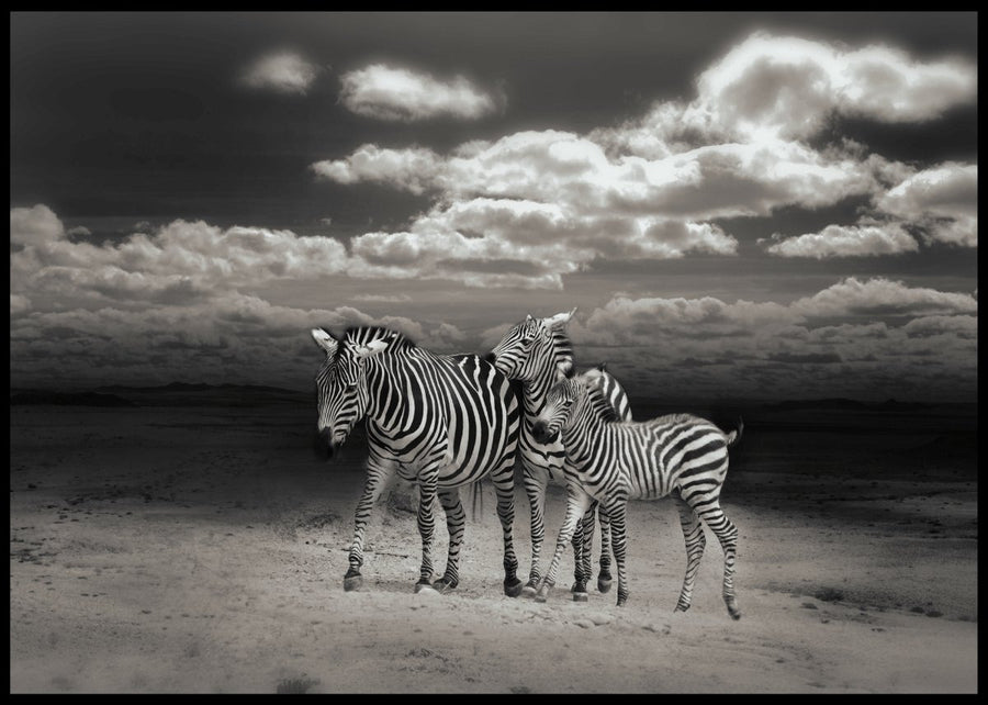 Zebras in black and white posters