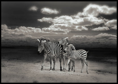 Sebraer i sort-hvitt poster - Plakatbar.no