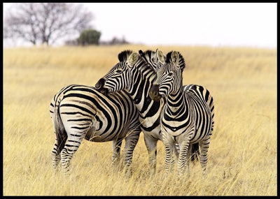 Sebraer på gressletten poster - Plakatbar.no