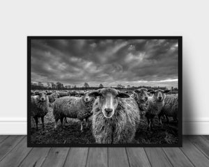 Sheep poster - Plakatbar.no