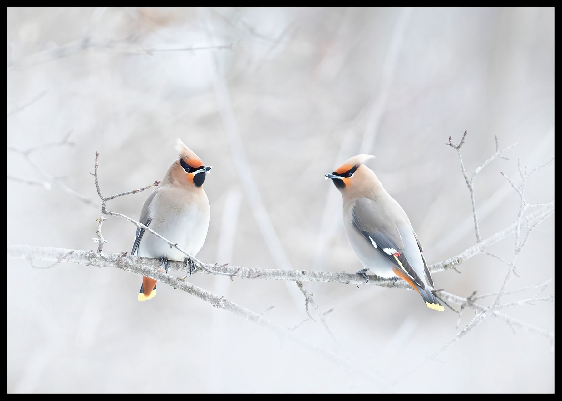 Sidensvanser poster - Plakatbar.no