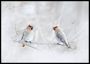 Sidensvanser poster - Plakatbar.no