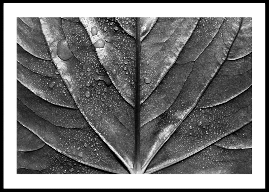 Silver palm Poster