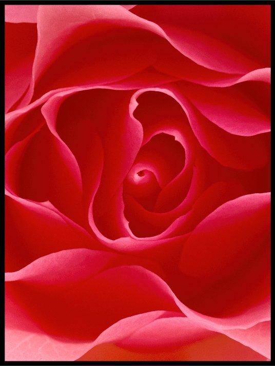 Sinuous red flower poster