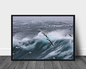 Sjøfugl på vingene poster - Plakatbar.no