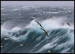 Sjøfugl på vingene poster - Plakatbar.no