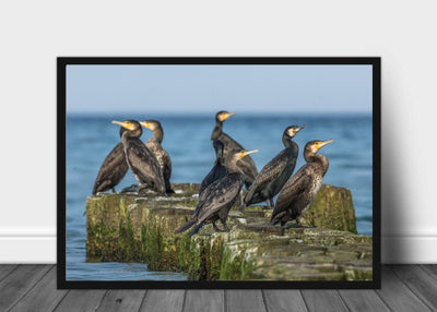 Skarv poster - Plakatbar.no