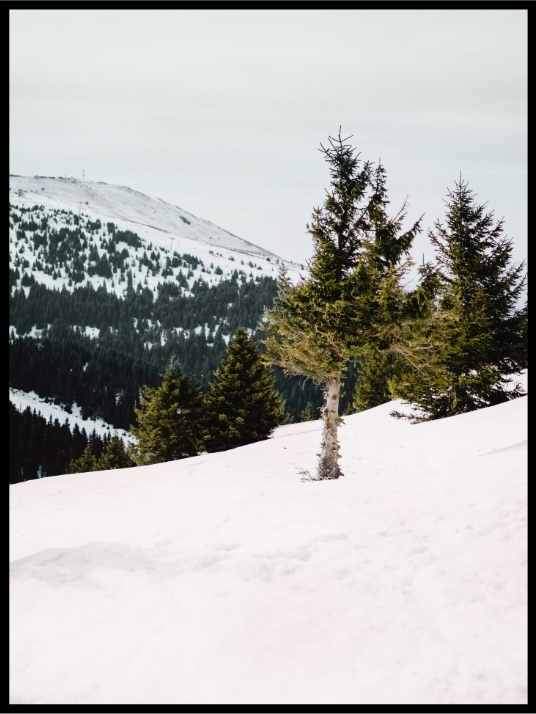 Forest on the ski slope - Winter poster
