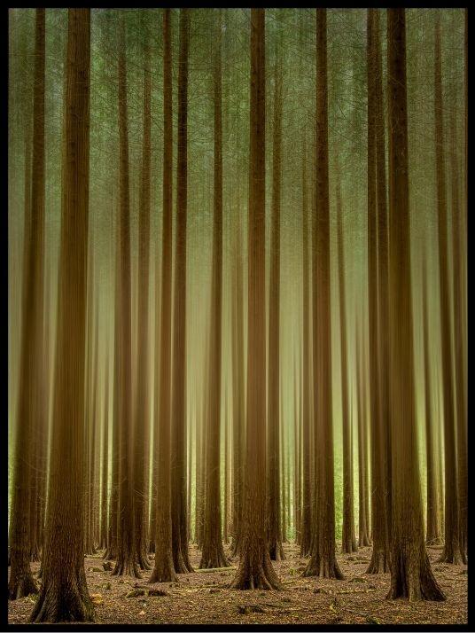 Skog poster - Plakatbar.no