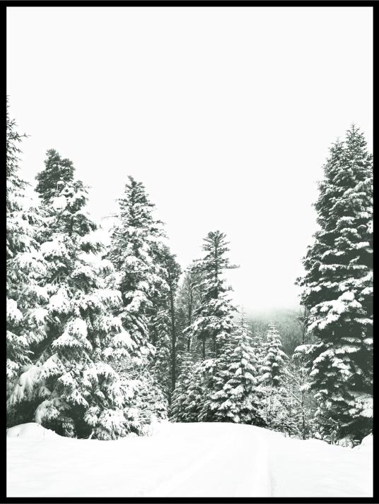 Forest poster - winter motif