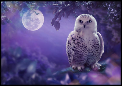 Snøugle poster - Plakatbar.no