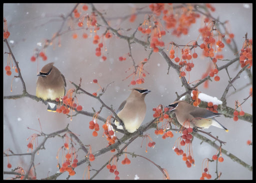 Snow, bird and tree- poster - Plakatbar.no
