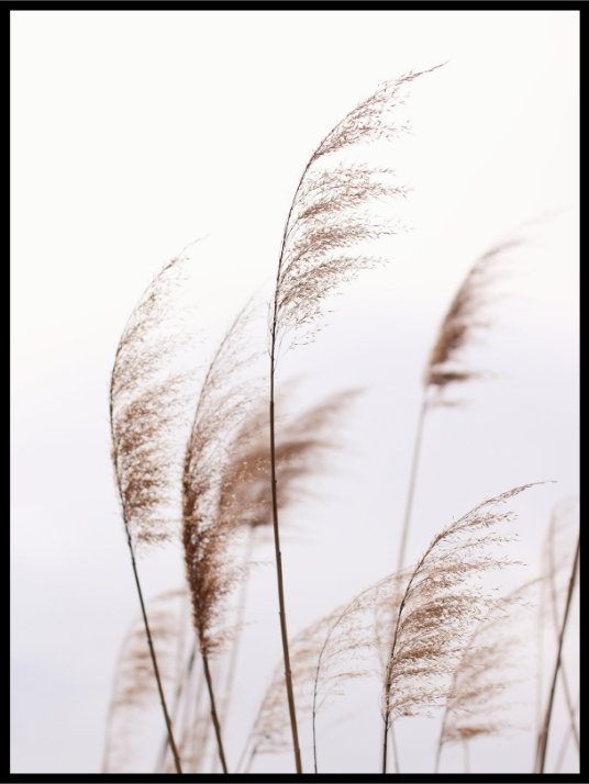 Soft pampas grass- Poster
