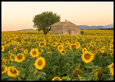 Solsikker i Provence - Poster - Plakatbar.no