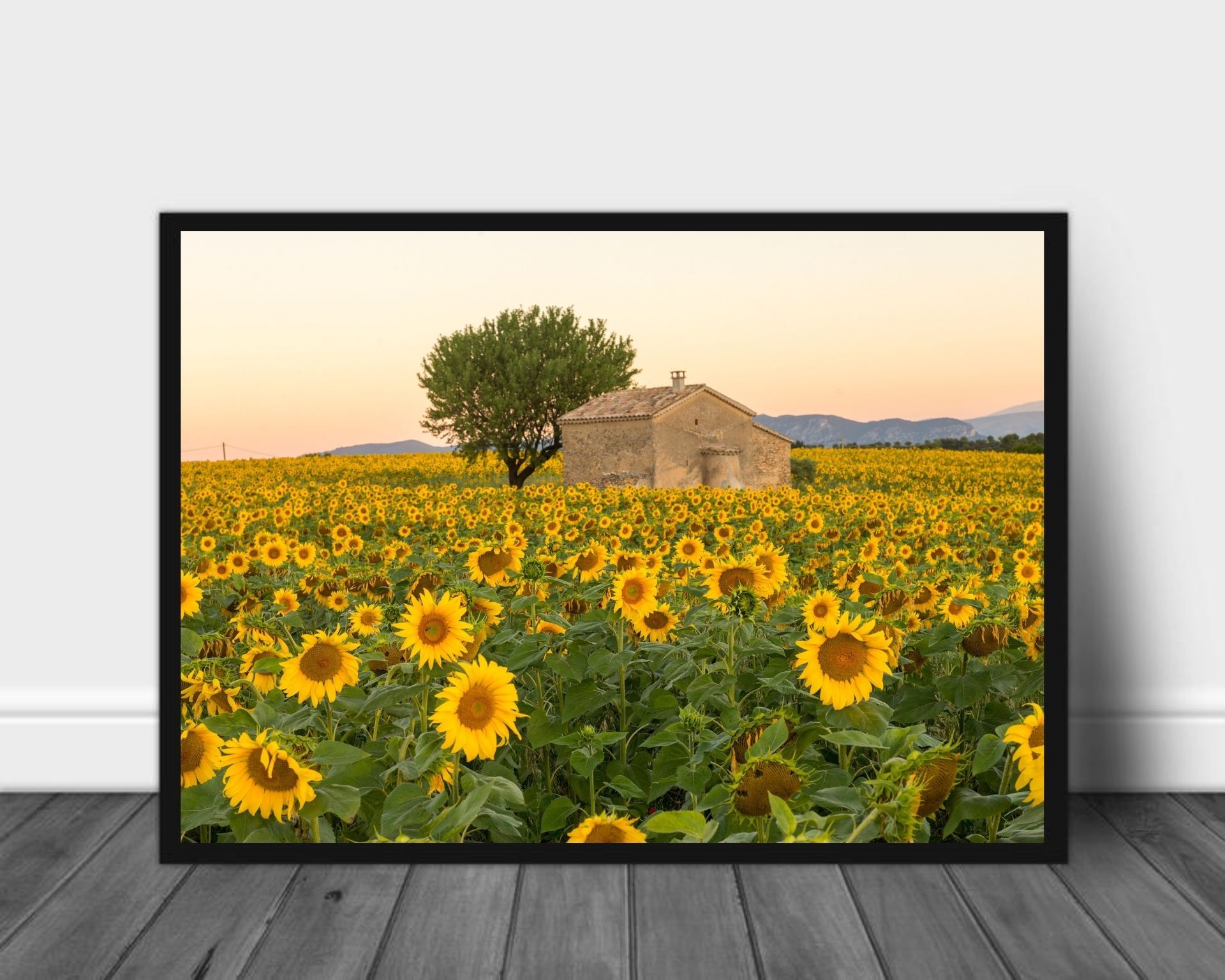 Solsikker i Provence - Poster - Plakatbar.no