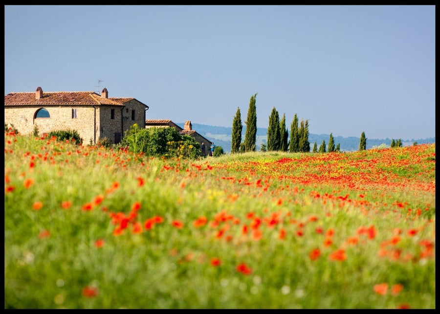 Summer Flowers in Tuscany - Poster