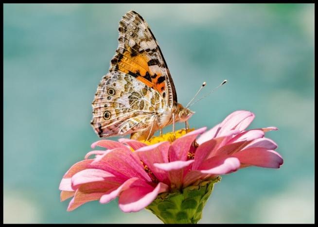 Sommerfugl og blomsten poster - Plakatbar.no