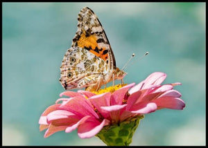 Sommerfugl og blomsten poster - Plakatbar.no