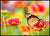 Sommerfugl på fargerike blomster poster - Plakatbar.no