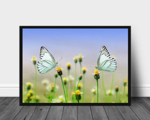 Sommerfugler på blomsterengen poster - Plakatbar.no