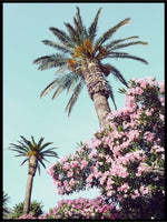 Sommerpalmer - Poster - Plakatbar.no